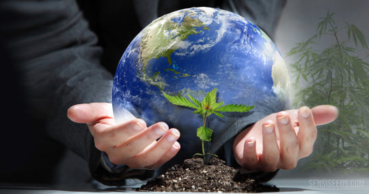 Cânhamo combate as alterações climáticas