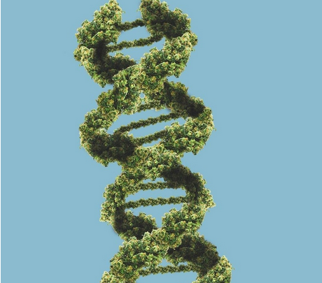 Como o DNA pode afetar a interação com canabinoides