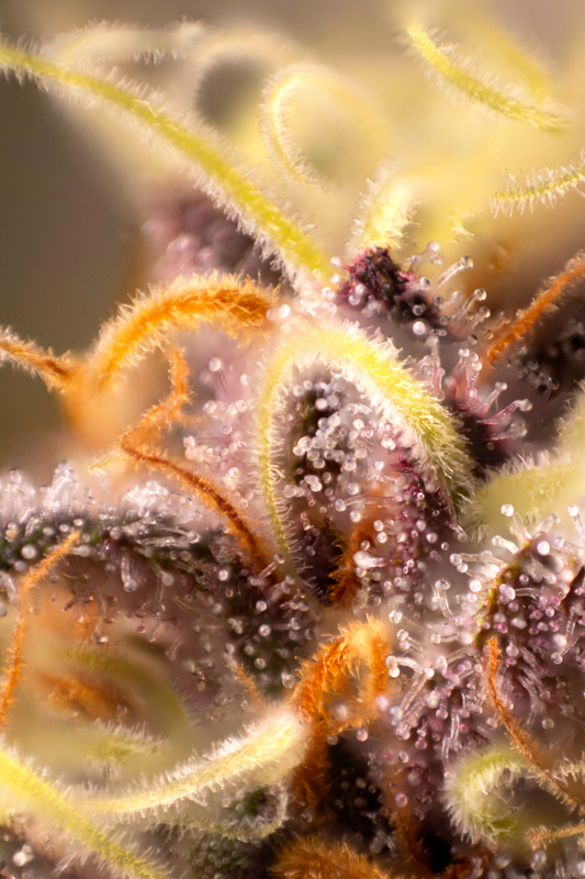 O que são terpenos?