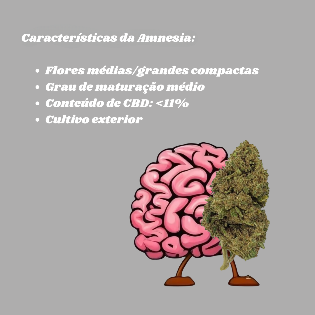 Amnesia CBD - Flores de CBD - Cânhamo - Erva - CBD - Canábis - Cannabis - WeedZone