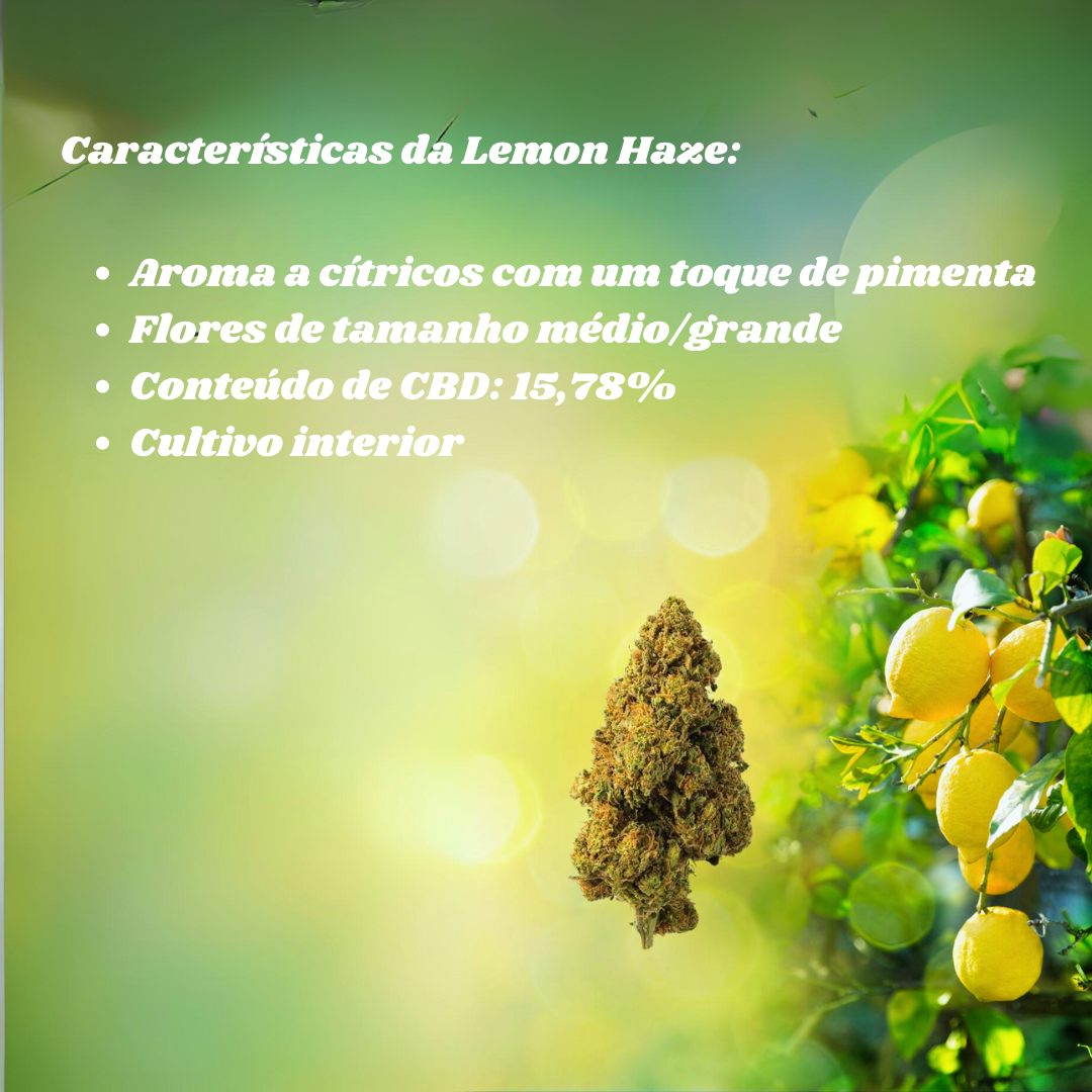 Lemon Haze CBD - Flores de CBD - Cânhamo - Erva - CBD - Canábis - Cannabis - WeedZone