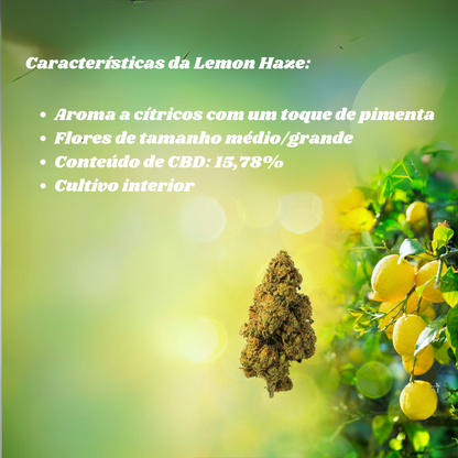 Lemon Haze CBD - Flores de CBD - Cânhamo - Erva - CBD - Canábis - Cannabis - WeedZone