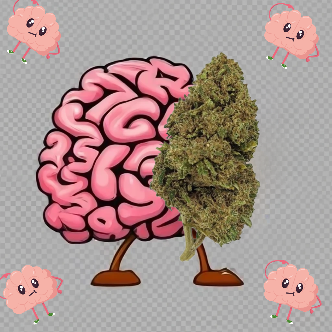 Amnesia CBD - Flores de CBD - Cânhamo - Erva - CBD - Canábis - Cannabis - WeedZone