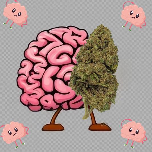 Amnesia CBD - Flores de CBD - Cânhamo - Erva - CBD - Canábis - Cannabis - WeedZone