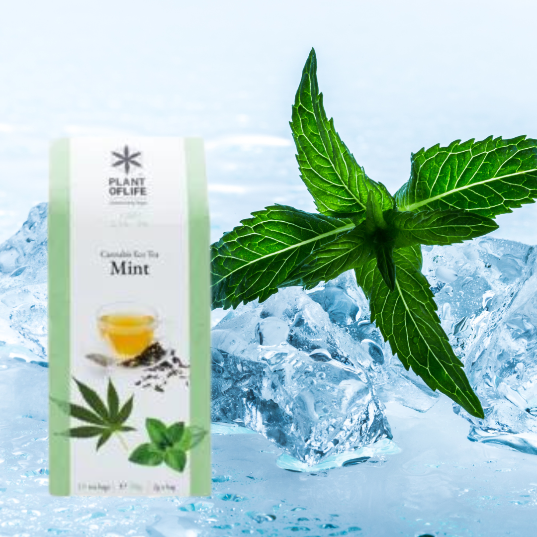 chá de menta cbd - chá de canhamo - chá de cbd - weedzone