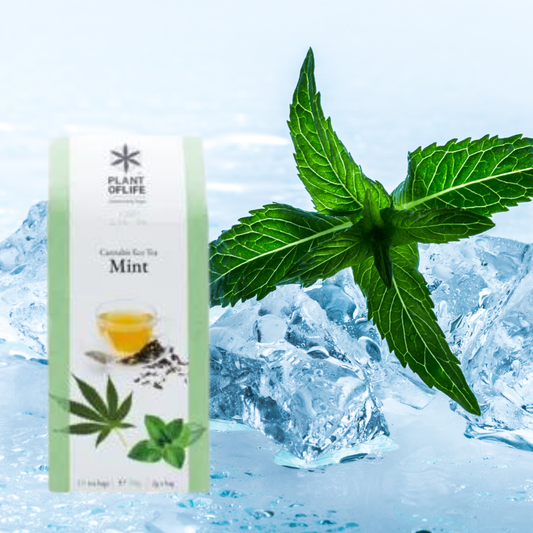 chá de menta cbd - chá de canhamo - chá de cbd - weedzone