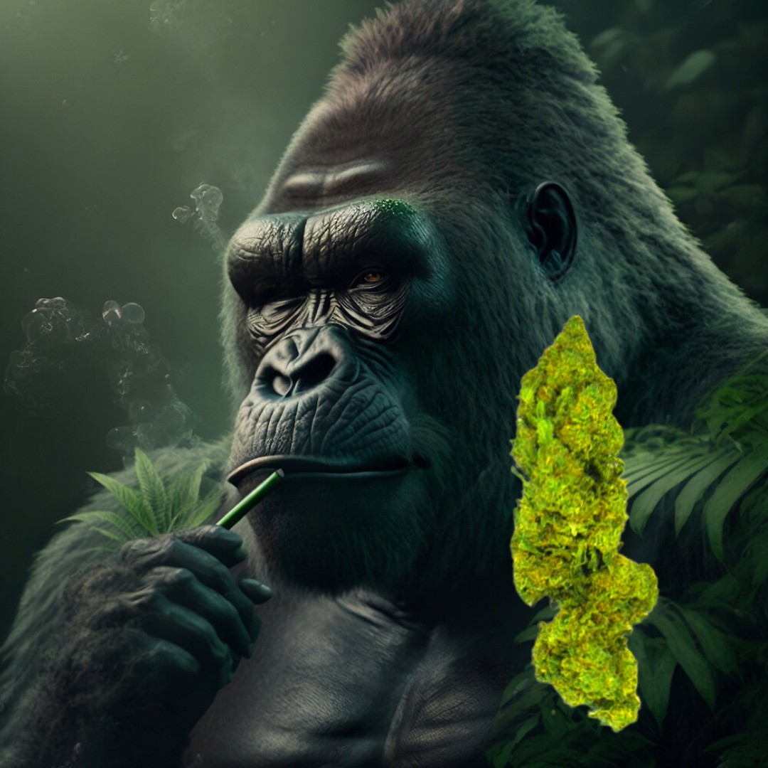 Gorilla Glue CBD - Flores de CBD - Cânhamo - Erva - CBD - Canábis - Cannabis - WeedZone