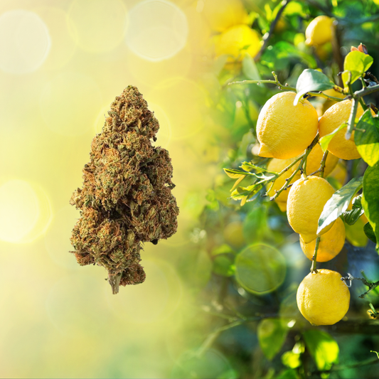 Lemon Haze CBD - Flores de CBD - Cânhamo - Erva - CBD - Canábis - Cannabis - WeedZone